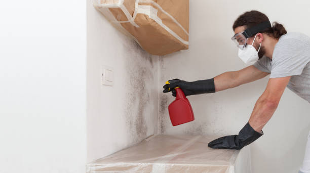 Professional Basement Mold Remediation technician working in East Petersburg, PA